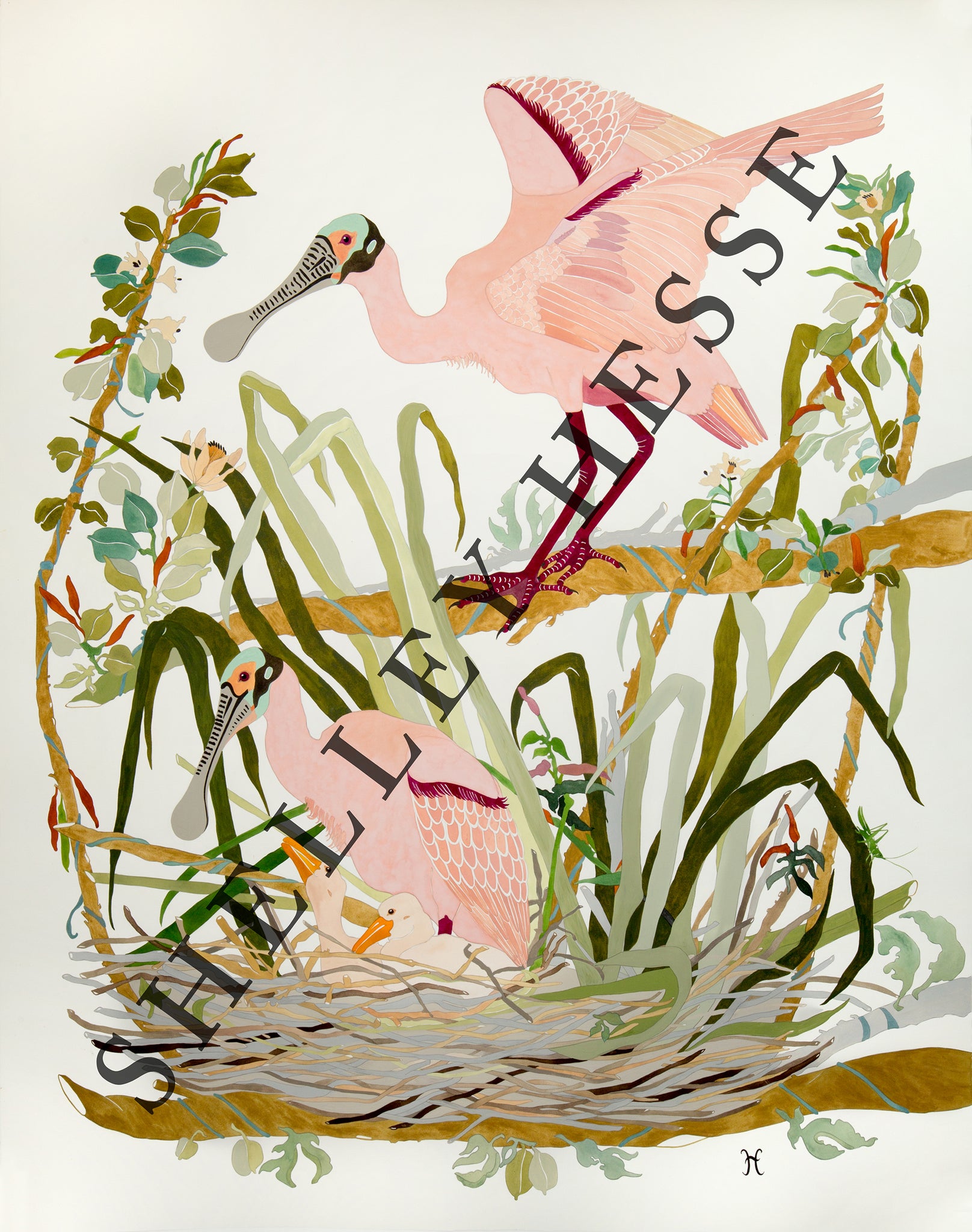 Roseate Spoonbills Nesting