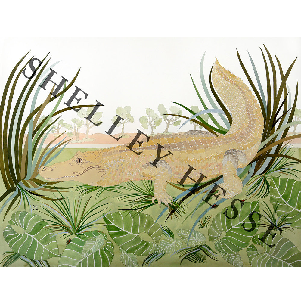 White Alligator